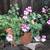 Ivy geranium (blizzard blue) in a square terracotta pot 1 thumbnail