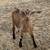 9 Week Old Alpine X Does and Bucks For Sale 4 thumbnail