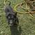 German Shepherd 2 thumbnail