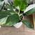 MONSTERA ALBO - minis 3 thumbnail
