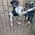 Rat terriers 3 thumbnail