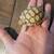 Baby sulacata tortoise (land) 1 thumbnail