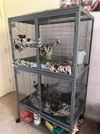 Two Bonded Chinchillas and Cage63679395624963120