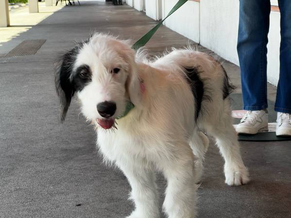 Furr Babies 2 chicas en adopción (Palm Desert)63439153105923123