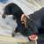 Dachshund 7 thumbnail