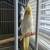 Cockatiel pair male/female 1 thumbnail