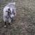 Nigerian Dwarf Goats 6 thumbnail