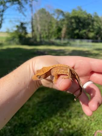 Hatchling crested geckos (Butler)63280374052993122