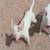 Bull terrier  male 2 thumbnail