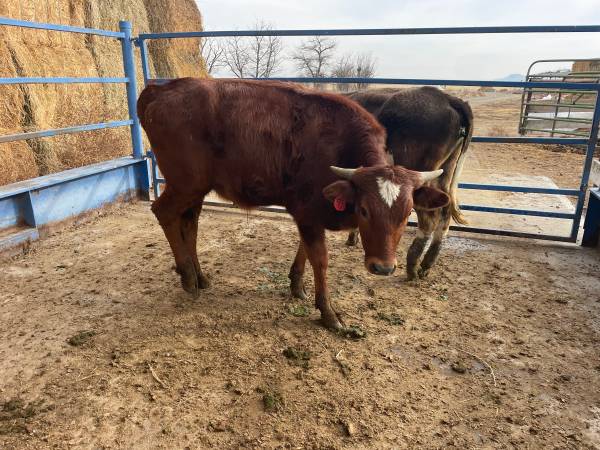 Fresh Roping Calves 1