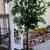 Faux Ficus tree 3 thumbnail