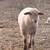 Suffolk cross ram lambs 1 thumbnail