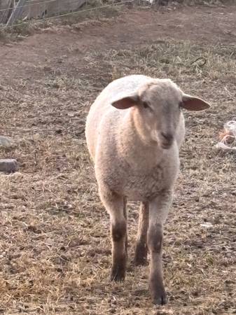 Suffolk cross ram lambs 1