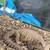Spiny tail lizard 1 thumbnail