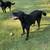 Black lab 3 thumbnail