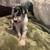 Great Danes for Adoption 7 thumbnail