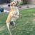 Golden retriever / great pyrenees mix 4 thumbnail