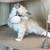Persian Ragdoll 4 thumbnail