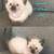Siamese Kittens 3 thumbnail