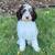 Mini Labradoodles 1 thumbnail