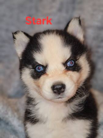 Husky puppies63690969880705124