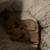 Chiweenie Puppies 3 thumbnail