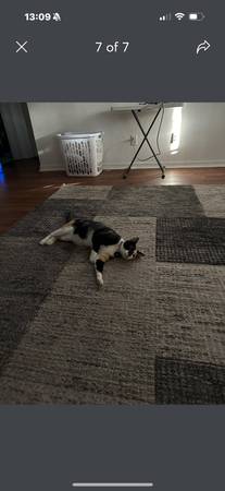 Gata Calico hembra de 3 años (Port St Lucie)63667812793857120