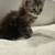 maine coon kittens 6 thumbnail