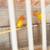Lovebird.  Rosicollis 8 thumbnail