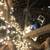 🎄 Now Hiring Christmas Light Installers 🎄 3 thumbnail