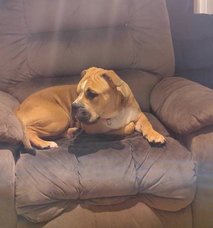 Bulldog mix looking for a new home63686622629507120