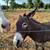 Pair of donkeys 4 thumbnail