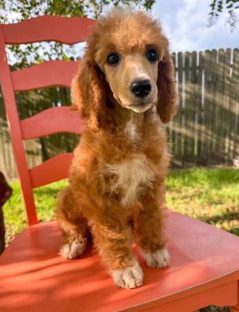 Chico Poodle Estándar63619037152131121