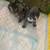 Frenchie puppys 6 thumbnail