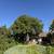 🌳COMPLETE LANDSCAPING SERVICES – CALL OR TEXT TODAY!🌿 11 thumbnail