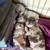 French bulldog pups 3 thumbnail