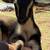 Goat, goats, Livestock, Nigerian goats, Milking goats 4 thumbnail