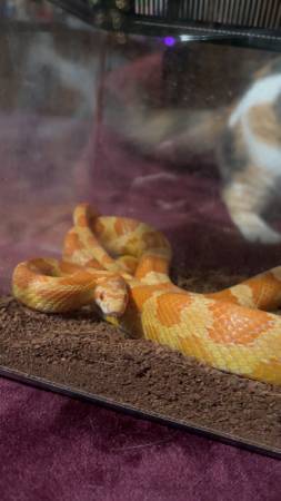 Corn snake (Galatia)63688376200963120