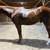 Stunning 15.1 HH Beginner Friendly Pleasure/Trail/Lesson/Show Gelding 2 thumbnail