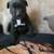 Cane Corso 14 thumbnail
