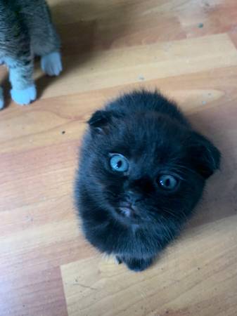 Gatitos adorables63821689990657121