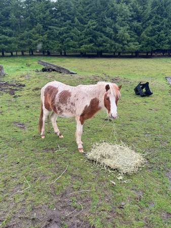 Mini horse 1