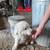 Livestock guardian pups 3 thumbnail