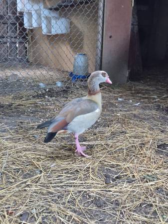 Male egyption goose for sale! 1