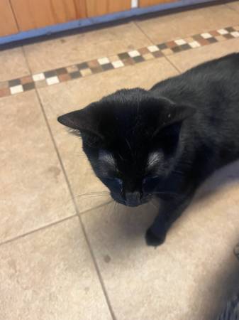 Fixed TNR cats - Friendly (Malaga)63761992515715121