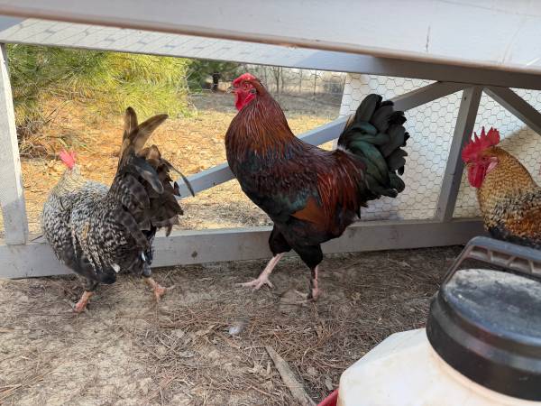 3 olive egger roosters 1