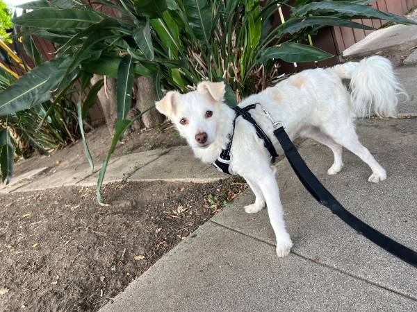 Perro blanco perdido (El sereno)63829610402305120