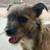 🚨FOUND DOG (TERRIER MIX)🚨 3 thumbnail