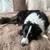 Border Collie 2 thumbnail