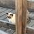 Barn cats 1 thumbnail